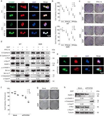 PFKFB3 deprivation attenuates the cisplatin resistance via blocking its autophagic elimination in colorectal cancer cells